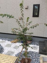 もみじの下草 庭にシンボルツリーとしてもみじを植えたのですが 下草 Yahoo 知恵袋