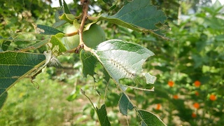 柿の木に大量発生している毛虫です マラソンという殺虫剤では効き Yahoo 知恵袋