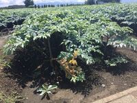 群馬に住んでいますこの時期３月ごろに土手など生えている食べられる野草 Yahoo 知恵袋