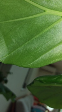 観葉植物の葉っぱに小さい黒い虫がたくさんついていました O Yahoo 知恵袋