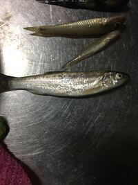 50枚 和歌山紀ノ川で釣れた魚について 紀ノ川で釣れたチヌやスズ Yahoo 知恵袋