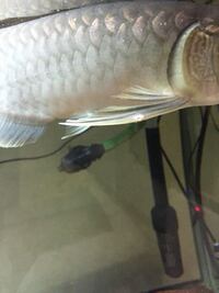 どなたか私のアジアアロワナ 紅緒金龍 の病状をご確認の上 その Yahoo 知恵袋