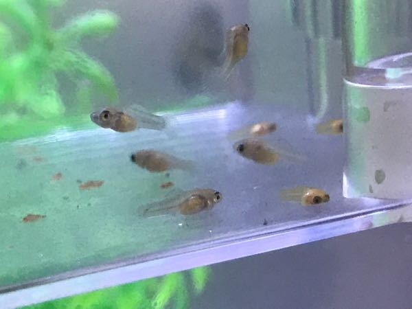 最速 グッピー 稚魚 色