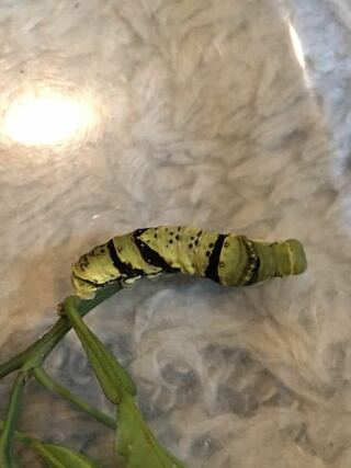 アゲハ蝶の幼虫を捕まえたのですが 今まで見たことないような模様の幼虫がい Yahoo 知恵袋