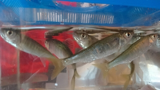 近所の川でペットボトル1晩仕掛けていたら沢山取れましたこの魚は何でしょう Yahoo 知恵袋