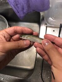 この魚はなんという魚ですか ボラの子供ですねハクと言います ハク Yahoo 知恵袋