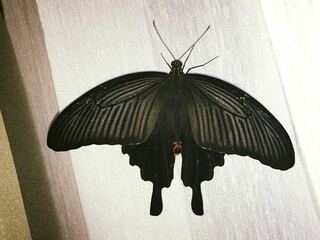こちらの蝶はクロアゲハの雌で間違いないでしょうか オレンジ模様が少 Yahoo 知恵袋