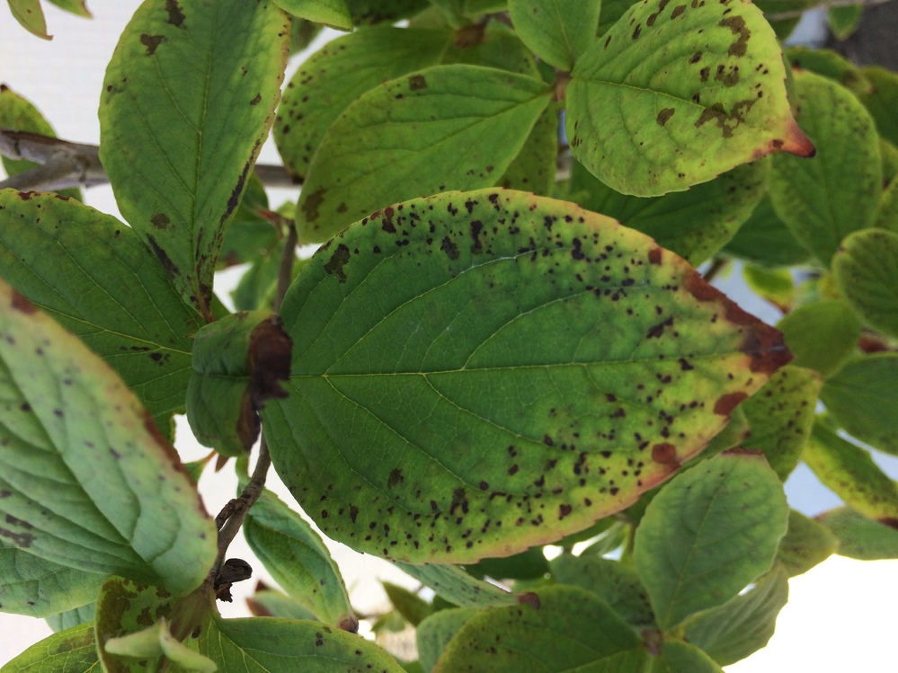 昨年植えたシャラの木です 画像のような斑点が葉にできました い Yahoo 知恵袋