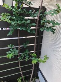 エゴノキの幹の一番下の土の部分に ノコギリで木を切った時のひき粉のよう Yahoo 知恵袋