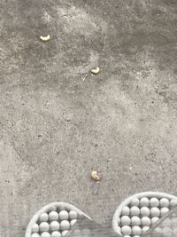 ベランダに1センチくらいの白い塊があったのですが 何の卵でしょう Yahoo 知恵袋