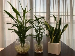 植木鉢の中にインナーポットは必要ですか 観葉植物をハイド Yahoo 知恵袋