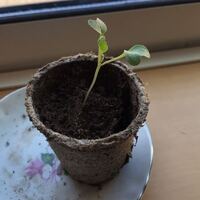 プラムを食べたあとの種は植えると芽がでますか また 種まで収穫できた Yahoo 知恵袋