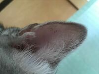 最近気づいたのですが うちの猫の耳にゴマより小さい黒い粒が沢山あり 濡ら Yahoo 知恵袋