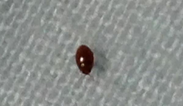 この虫はなんですか 赤茶色で2mmほど 触覚あり 布団の上を歩 Yahoo 知恵袋