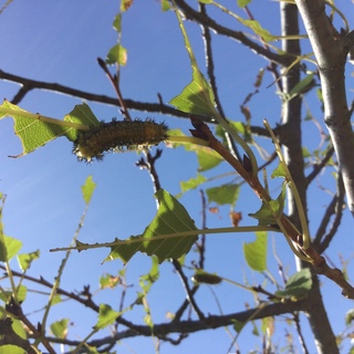 虫の名前教えてください 今 桜の木の葉っぱを食い尽くしている毛虫は何の幼 Yahoo 知恵袋