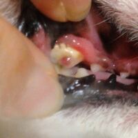 犬の歯をみたら こうなっていました 歯石のようなもの結構ついていて 歯茎 Yahoo 知恵袋