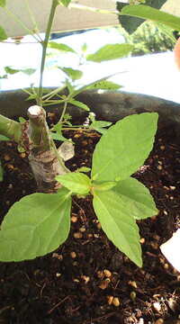 ブルームーンとシャルルドゴールの香りの違いを教えてください Yahoo 知恵袋