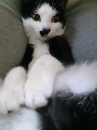 飼い猫が隙を見て おやつの袋を加えて持っていく姿は可愛くないで Yahoo 知恵袋