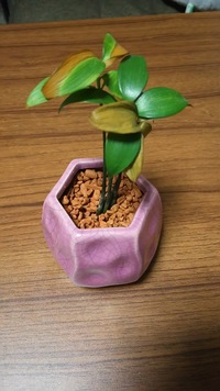 西日に強い オシャレな観葉植物がほしいです オススメがあったら教えてくださ Yahoo 知恵袋