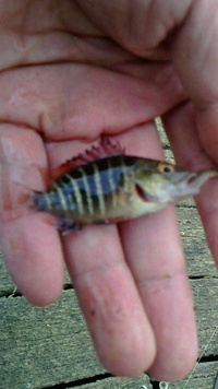 この魚の名前はなんでしょう 九十九里片貝漁港近くの作田川下流で釣れました Yahoo 知恵袋