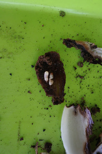 球根に付くうじ虫はどうやったら防げますか 夏水仙が全く咲かず掘 Yahoo 知恵袋