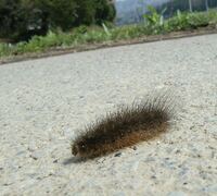 桜の毛虫の発生時期を教えて下さい 芋虫と毛虫が過去 庭や学校で Yahoo 知恵袋