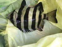 堤防で釣れたのですが これはイシダイでしょうか 食べられ Yahoo 知恵袋
