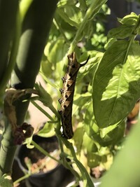 青虫に詳しい方に質問です 家庭菜園で育てているバジルに青虫が数匹ついてい Yahoo 知恵袋