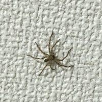 これはなんという蜘蛛ですか 東海地方です 3cmくらいです ア Yahoo 知恵袋