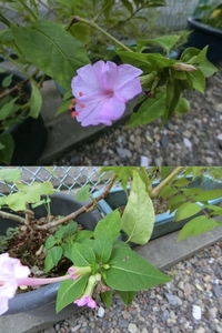 この花の名前は オシロイバナに似ています プランターに咲いているのですが Yahoo 知恵袋