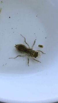 水槽に発生した虫について教えてください メダカの水槽に虫みたいなもの Yahoo 知恵袋