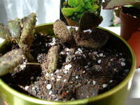 植木鉢の土に大量の虫 ダニ が増殖しています 植物自体には登 Yahoo 知恵袋