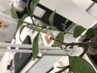 ガジュマルの葉が落ちてしまいます 葉水を霧吹きであげると 蜘蛛の巣みたい Yahoo 知恵袋