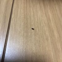 最近黒くてかたい小さな虫が部屋によくでます これはどういう虫でな Yahoo 知恵袋