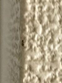 家の洗面台に小アリが大量発生しているんですが 教えて 住まいの先生 Yahoo 不動産