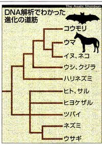 狐にとって毒になる食べ物はありますか 玉ねぎやチョコなど人間の食べ物 Yahoo 知恵袋