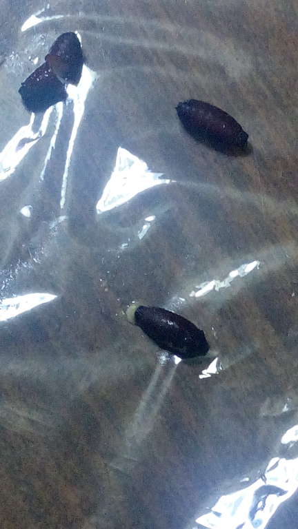 白い液体 ゴキブリ に関するq A Yahoo 知恵袋