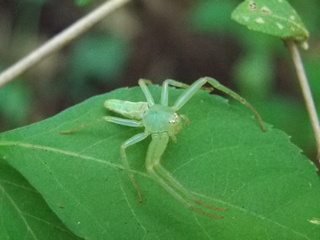 この蜘蛛は ワカバグモで合っていますか 緑色のとても綺麗な蜘蛛です 山の Yahoo 知恵袋