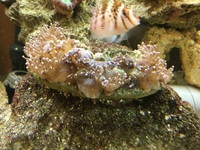 至急お願いします このトランペットコーラルはピンチですか Yahoo 知恵袋