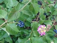 近所の手芸店の駐車場にあったこの植物の名前が知りたいです 白とピンクの花 Yahoo 知恵袋