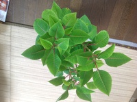 朝顔の短日処理について 閲覧ありがとうございます 職場 飲食店 の Yahoo 知恵袋