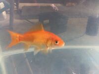 金魚の餌のやり過ぎについて教えてください １年前にペットショップ Yahoo 知恵袋