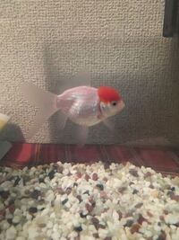 夏に夜店の金魚すくいですくった金魚です 頭にコブみたいなのがありま Yahoo 知恵袋