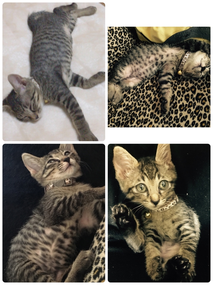 2ヶ月になる猫ちゃんがいます♪病院ではまぁ雑種といわれましたが 