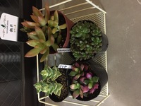 日陰でも育つ多肉植物を教えてください まったくの日陰 とはいき Yahoo 知恵袋