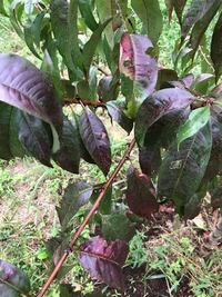 桃の木が葉っぱが紫色に変色してますが 病気か何かですか 雨の後の光 Yahoo 知恵袋