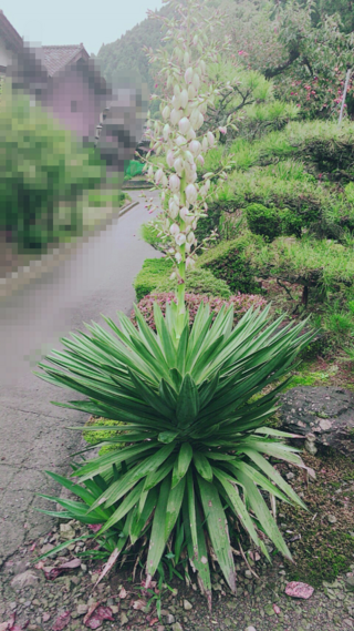 この画像の植物の名前を教えてください 葉先がとても鋭く全体 Yahoo 知恵袋