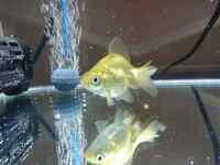 金魚について質問です ダルマ琉金をヒーターなしで屋外飼育するのは無理ですか Yahoo 知恵袋