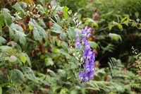 この花の名前を教えてください トリカブトの一種ですね 日 Yahoo 知恵袋