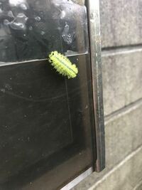この毛虫 芋虫 はなんの幼虫でしょうか キンモクセイの Yahoo 知恵袋